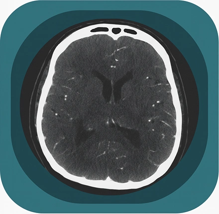 CT brain anatomy icon